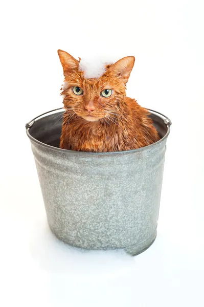 Bath time for a wet and unhappy orange Tabby cat sitting inside of a galvanized steel wash bucket with suds on his head and ground. — Stock Photo, Image