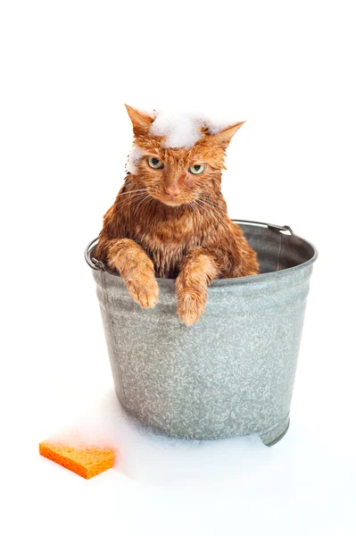 Hora do banho para um gato Tabby laranja molhado e infeliz sentado dentro de um balde de lavagem de aço galvanizado com suds e uma esponja laranja . — Fotografia de Stock