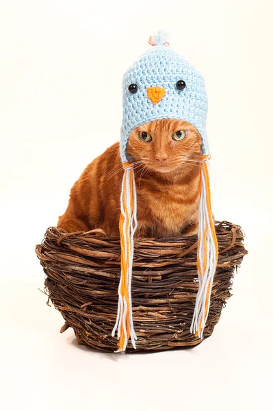 Pomarańczowy pręgowany kot siedzi w gnieździe w przebraniu ptaka. — Zdjęcie stockowe