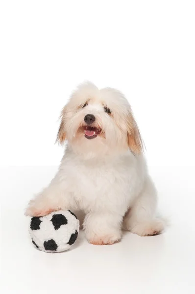 White 7 month old Coton de Tulear dog, playing with a toy soccer ball. Royalty Free Stock Photos
