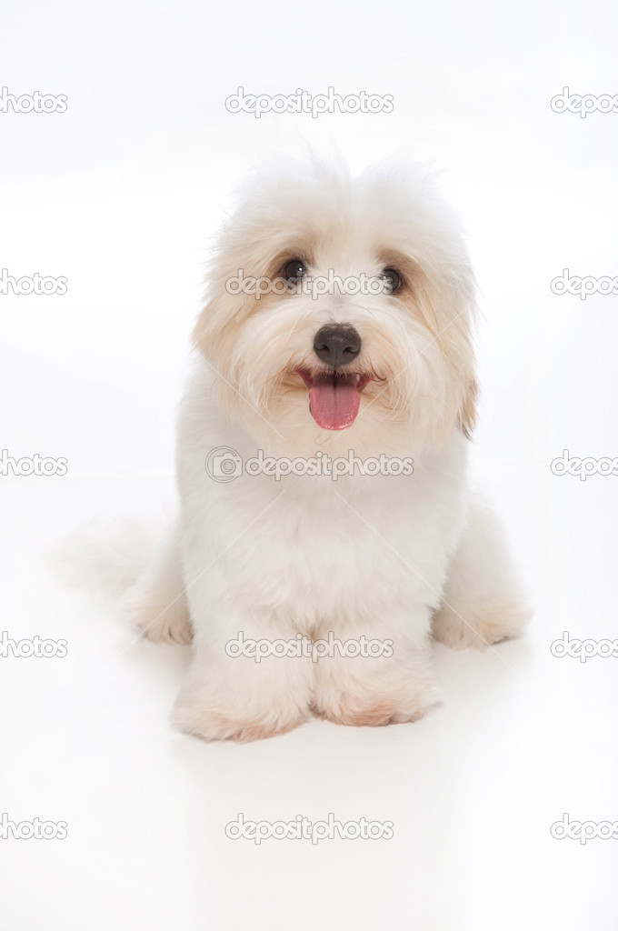Happy, white, 7 month old Coton de Tulear dog, sitting & looking into the camera.