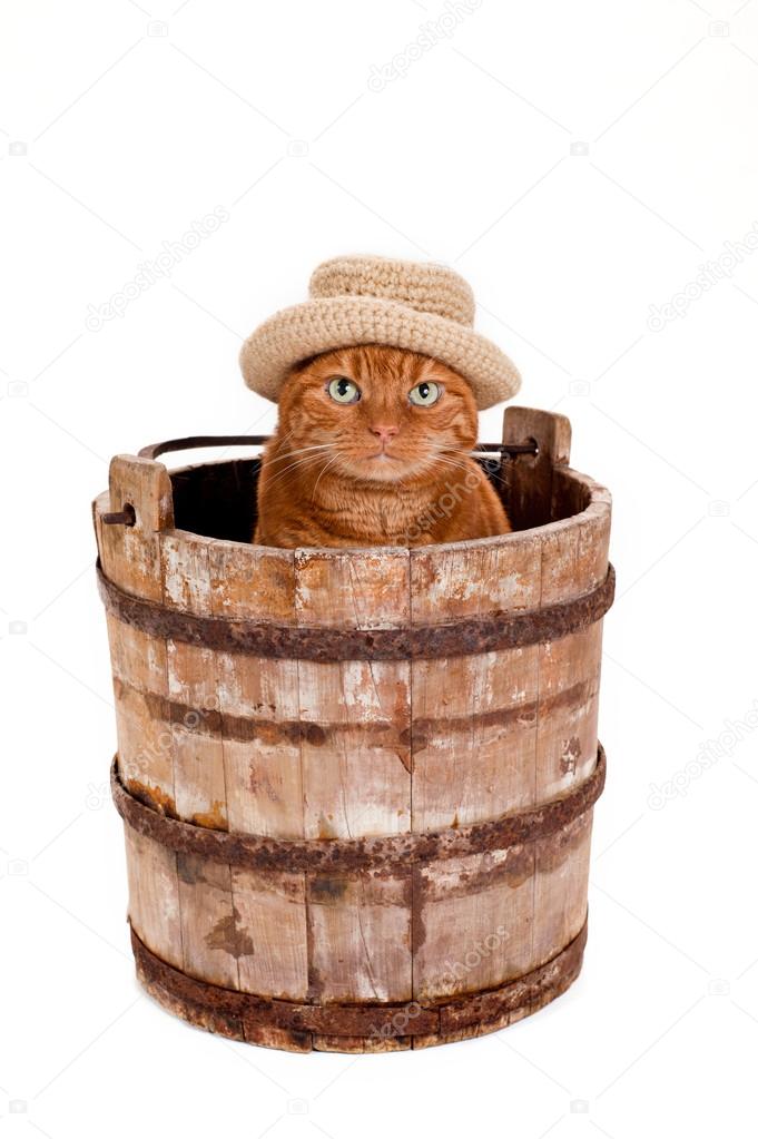 Adorable orange Tabby cat wearing a crocheted, brimmed hat sits in an old, wooden, well bucket