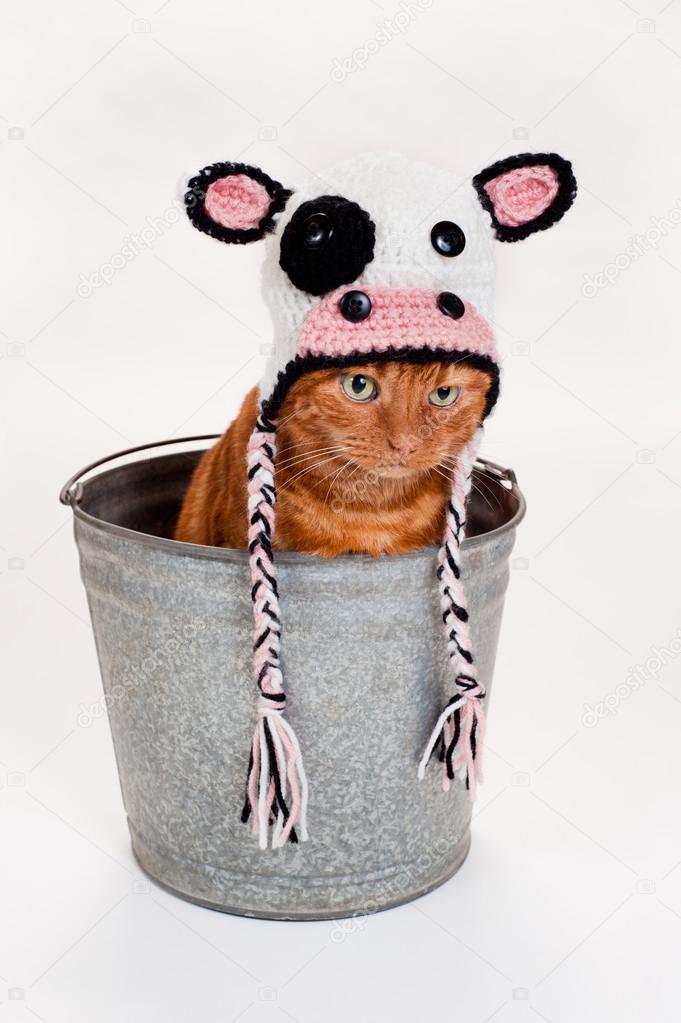 Adorable orange Tabby cat sitting inside of a galvanized steel bucket wearing a crocheted cow hat.