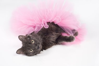 grey Nebelung cat lies on the floor wearing a pink tutu. clipart