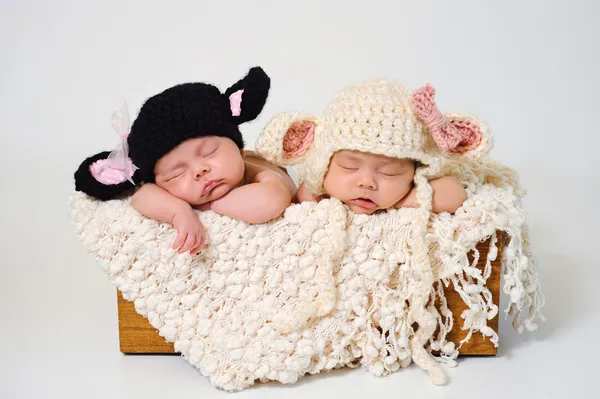 Newborn baby girls wearing black sheep and lamb hats. — Stock Photo, Image