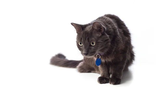 Gray Nebelung Cat Stalking — Stock Photo, Image