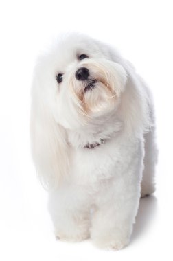 An Inquisitive White Dog