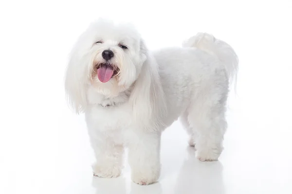 笑う白い犬 — ストック写真