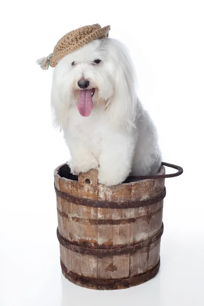 Bílý pes s kloboukem pózovala v dřevěné vědro — Stock fotografie