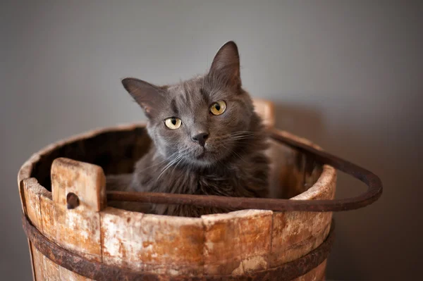 Szürke Nebelung macska, fából készült vödörben — Stock Fotó