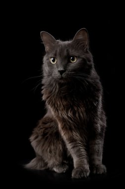 gri nebelung kedi portresi