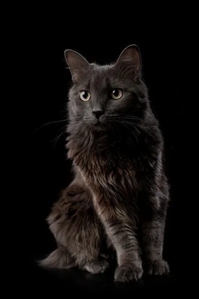 Portrait of a Gray Nebelung Cat — Stock Photo, Image