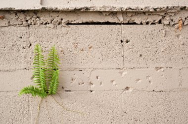 Plant Growing from Cement Wall clipart