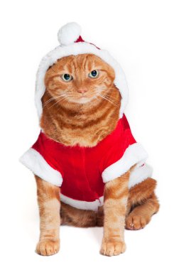 Noel Baba kıyafetli şişko kedi