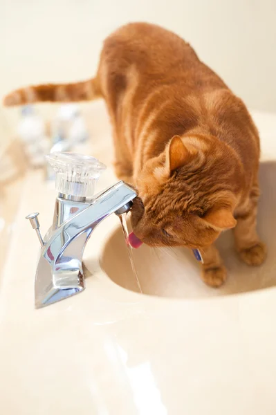 Katt som drikker fra do Sink Faucet – stockfoto