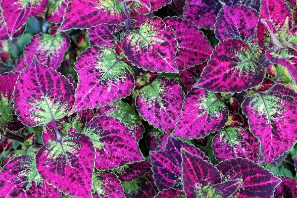 Splendido primo piano di foglie di coleus sane su pianta gigante presso la scuola materna locale fa una pianta d'appartamento meravigliosa e può essere una pianta all'aperto pure, anche se necessitano di cure speciali specifiche . — Foto Stock