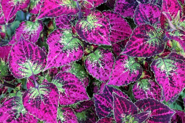 Precioso primer plano de hojas de coleo saludables en planta gigante en el vivero local hace una maravillosa planta de interior y puede ser una planta al aire libre, así, aunque la necesidad de un cuidado especial específico . Imagen de stock