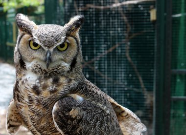 Kukuletalı gözleri ve niyet bakmak büyük boynuzlu howl şiddetli bir gece avcısı.