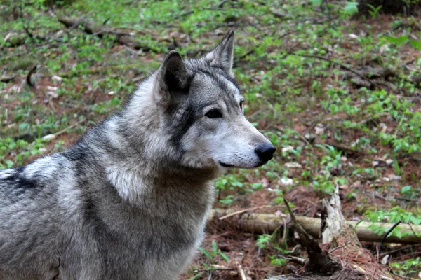 Grijze hout wolf in natuurlijke habitat staren aandachtig in afstand. — Stockfoto