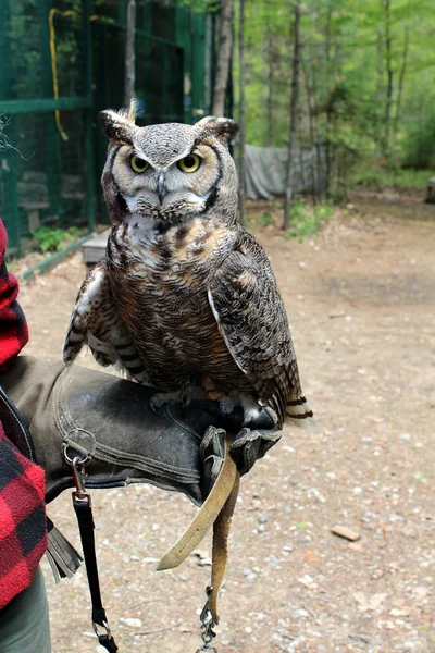 Piękny Great horned owl wznosi się na ciężkie rękawiczce ramieniu dłoń się w naturalnym środowisku — Zdjęcie stockowe