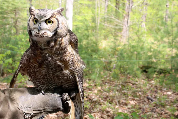 Great horned owl przysiadł na ramieniu dłoń w, którym jest pokryte ciężkie skórzane rękawice do ochrony przed ostrymi szponami sowa. — Zdjęcie stockowe