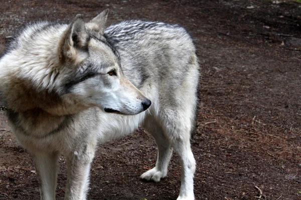 Grauer Holzwolf steht still und starrt gespannt auf Bewegung im nahen Wald lizenzfreie Stockbilder