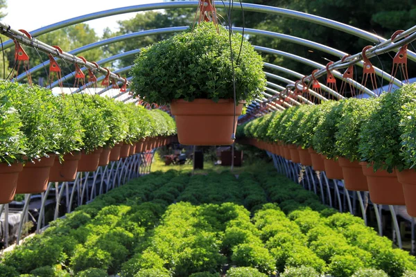 Asılı bitki ve satır mevsimlik çiçekler hoş geldin ilkbahar sezonunda saksı
