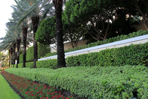 Parkosított cserjék, trópusi virágok és fák bélés a forgalmas városi utcák-Florida Stock Kép