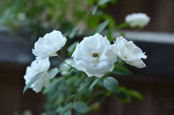 Bahçede büyüyen güzel beyaz güller.