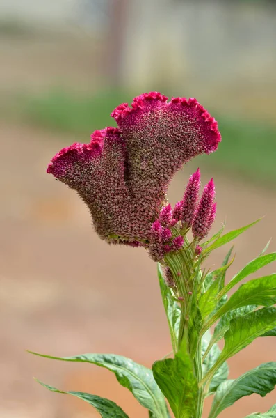 Bulanık arkaplanı olan çelosya cristata çiçeği