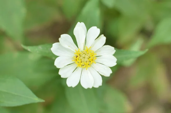 Güzel Beyaz Zinnia Çiçekleri Bahçede