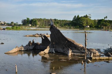 Pirinç tarlalarının ortasında eski ahşap kökler