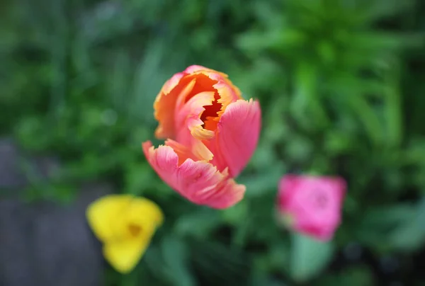 Bellissimi Tulipani Giardino — Foto Stock