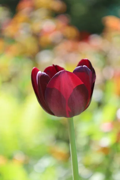 Belle Tulipe Rouge Dans Jardin — Photo
