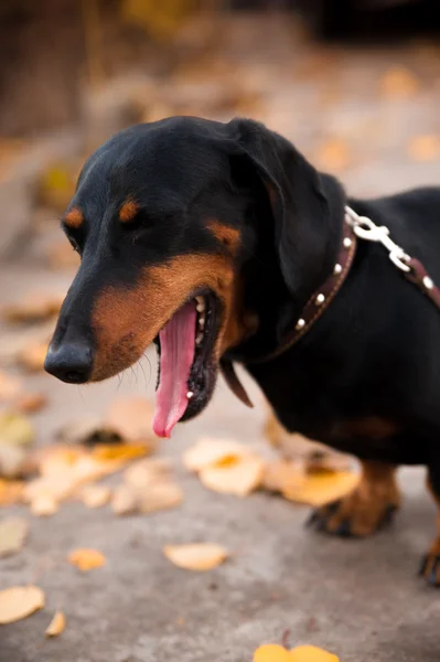 Retrato de um cão bocejo — Fotografia de Stock