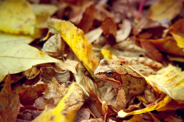 Grenouille se cachant dans les feuilles d'automne — Photo