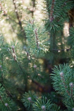 Güneş ışığında yeşil çam çamı ağacı. Küçük ağaçları olan çam ormanı.