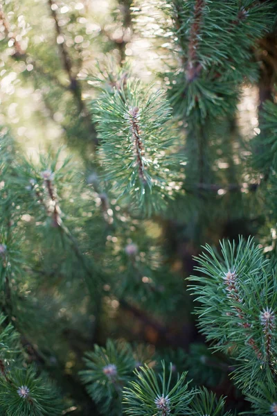 Green Pine Spruce Tree Sunlight Pine Forest Small Young Trees — Stock Photo, Image