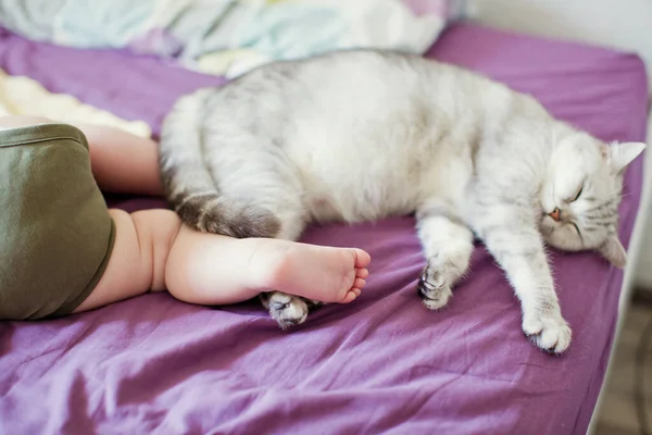 Gri Kedi Küçük Çocuk Yatakta Birlikte Uyuyorlar Kedi Insan Aşk — Stok fotoğraf