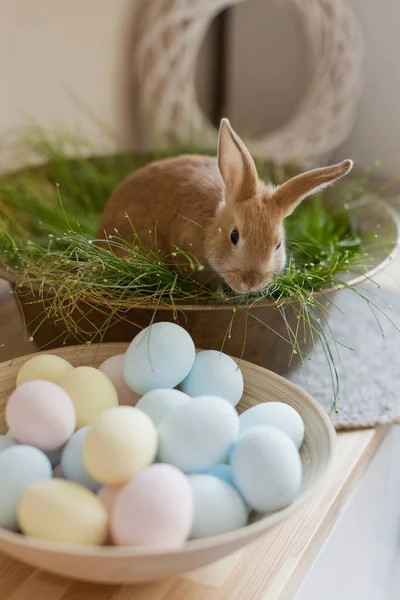 Easter Bunny Eggs Flowers Light Kitchen Interior — Stock Photo, Image