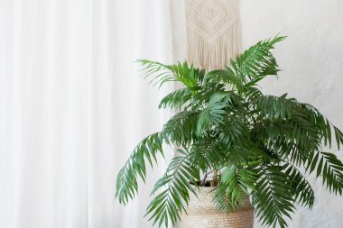 Beyaz arka planda hasır bir sepetin içindeki Areca palmiyesi. Aydınlık bir iç kısımda palmiye bitkisi