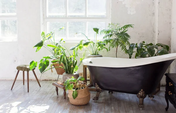 Badkamer Interieur Met Grote Ramen Zwarte Bathub Planten Bloempotten — Stockfoto