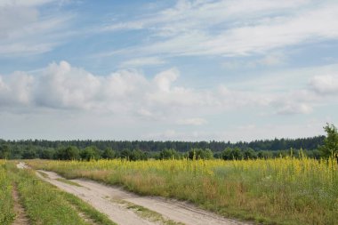 Sarı tarlada toprak yol ve beyaz bulutlu mavi gökyüzü. Kırsal alan, kırsal alan, güzel arazi yolu.