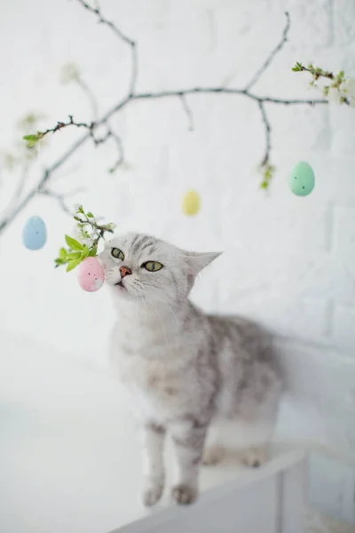 灰猫在玩复活节小彩蛋 蓝色花瓶中的复活节树 白色背景上有彩蛋 — 图库照片