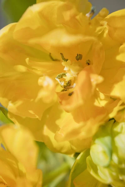 Žlutý Květinový Tulipán Zblízka Krásné Květiny Jarní Prázdniny Koncept — Stock fotografie