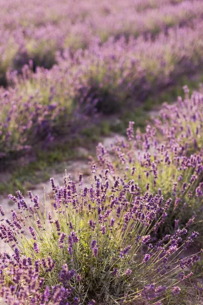 Lavender Field Purple Flowers Sunset Beautiful Purple Flowers Sunset Lights — Photo