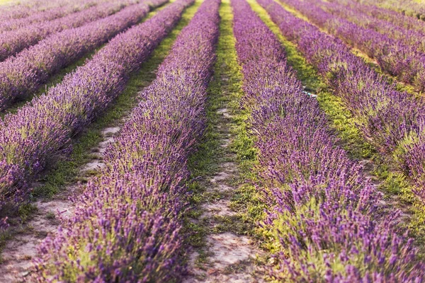 Pole Lawendy Fioletowymi Kwiatami Zachodzie Słońca Piękne Purpurowe Kwiaty Zachodzie — Zdjęcie stockowe