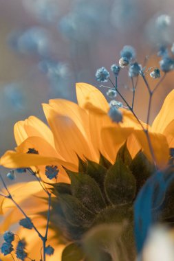 Yellow and blue flowers, symbol of Ukraine. Beautiful ukrainian bouquet, yellow sunflower and blue gypsophila close up. Stop war in Ukraine concept