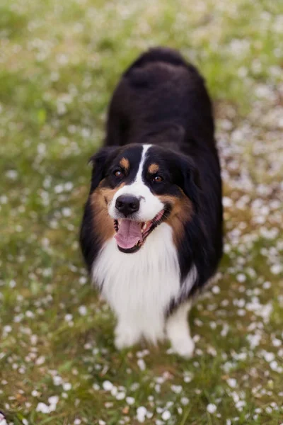 Australian Shepherd Aussie Dog Walking Outdoor Park — Stock Photo, Image