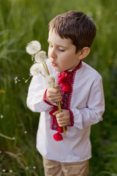 Caucasian Boy Traditional Ukrainian Cloth Vyshyvanka Blossom Garden Holds Dandelion — стоковое фото